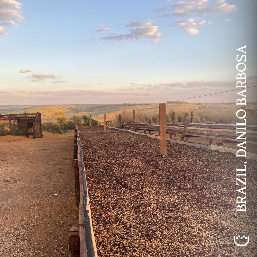 Brazil, Danilo Barbosa - Single Origin Filter