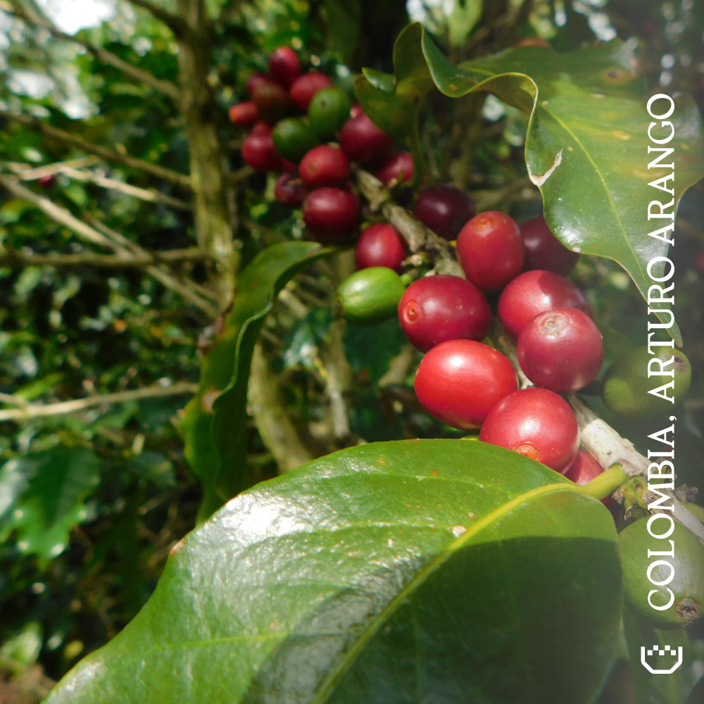Colombia, Arturo Arango - Single Origin Filter