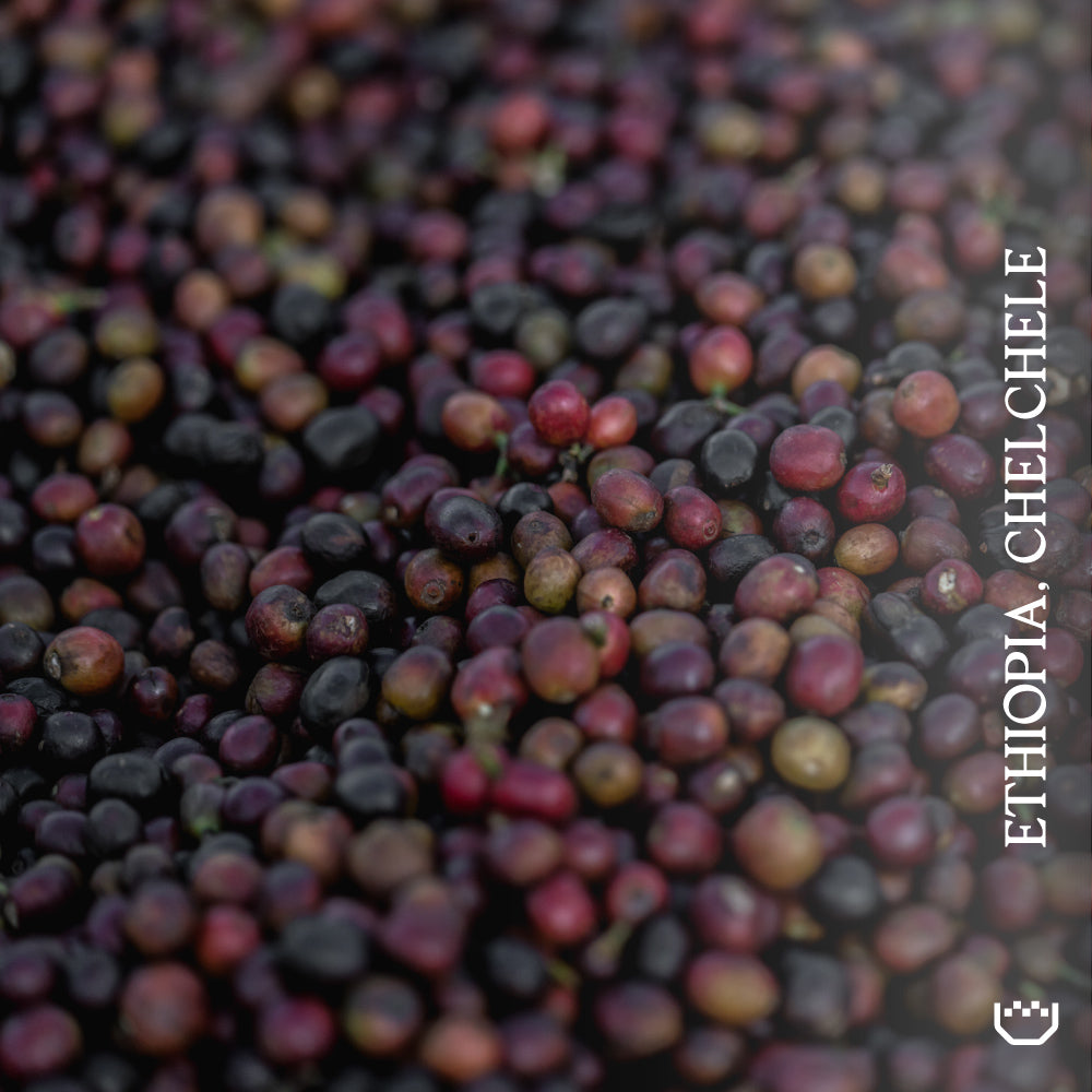 A close-up of many small coffee cherries filling the frame, with vertical white text reading 'ETHIOPIA CHELCHELE' along the right side.
